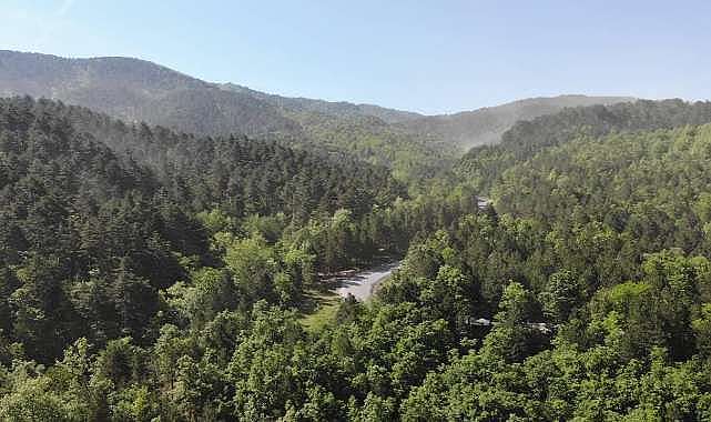 Bursa’nın orman serveti açıklandı! ‘Yeşil Bursa’ kaçıncı sırada?