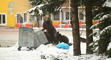 Bursa’nın simgesi Uludağ’a ayı faturası!