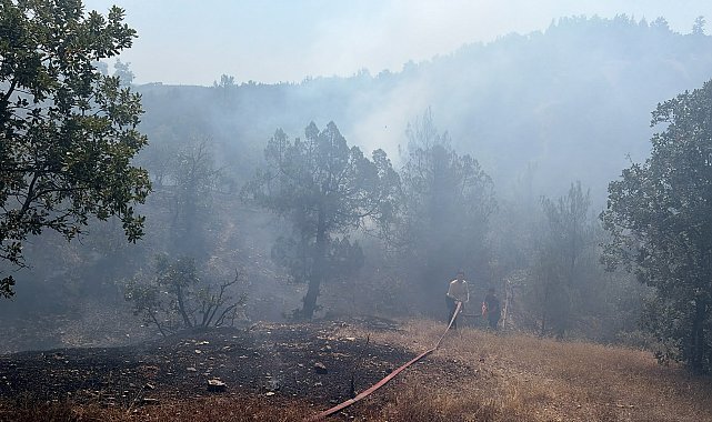 Bursa'da orman yangını