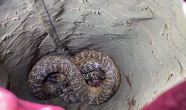 Bursa'da otomobilin motoruna giren yılan itfaiye ekipleri tarafından çıkarıldı