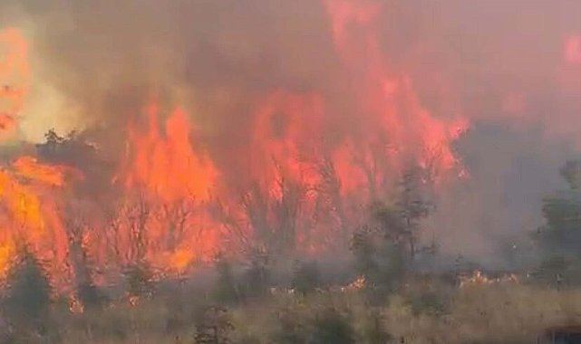 Çanakkale'de orman yangını