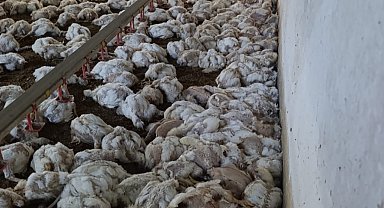 Çiftliğin havalandırması arızalanınca 4 bin tavuk öldü