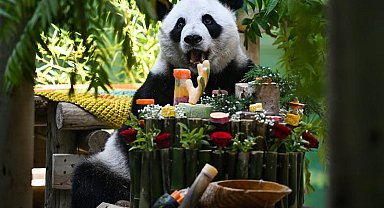 Çin'de dev panda Xing Mei'nin 15'inci doğum günü kutlandı