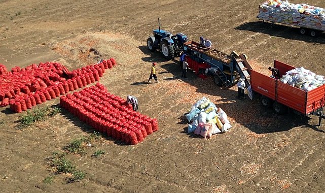 Coğrafi işaretli Tekirdağ soğanında hasat başladı