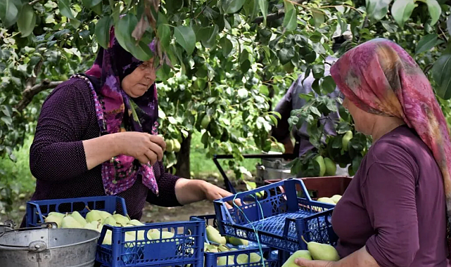 Dünyaca ünlü ürünümüz tehlike altında…