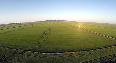 Edirne'de son 2 yıl kuraklık nedeniyle düşen çeltik ekim alanı, bu yıl 500 bin dekara çıktı