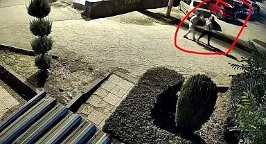 Eşinin silahından çıkan kurşunlarla hayatını kaybetti