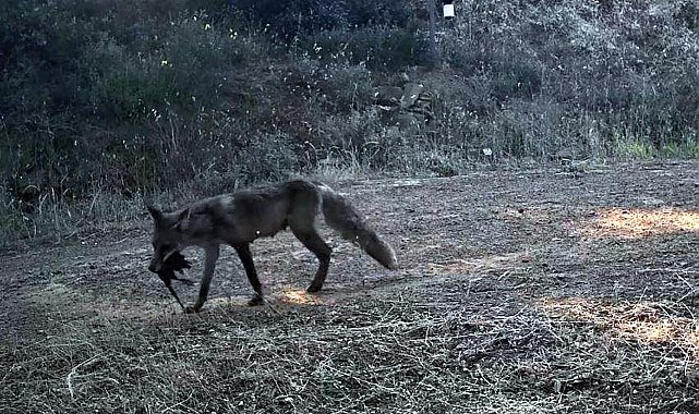 Ganos Dağı'nda yaban hayatı fotokapana yansıdı