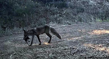 Ganos Dağı'nda yaban hayatı fotokapana yansıdı