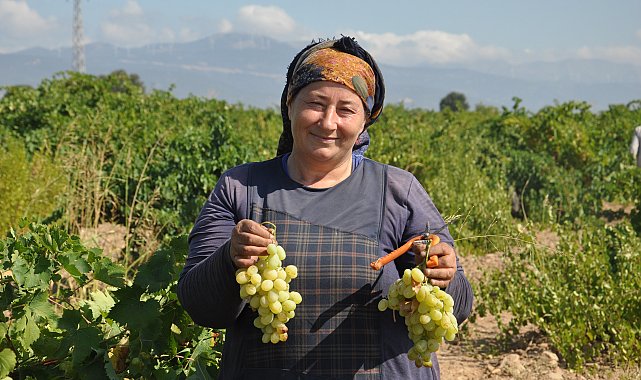 Gaziantep'te sofralık üzüm hasadı başladı