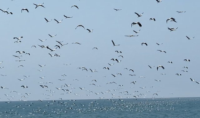 Göç yolundaki leylekler, Akdeniz üzerinde görsel şölen oluşturdu