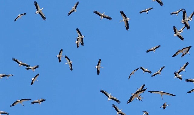 Gökyüzünde süzülen yüzlerce leylek kamerada