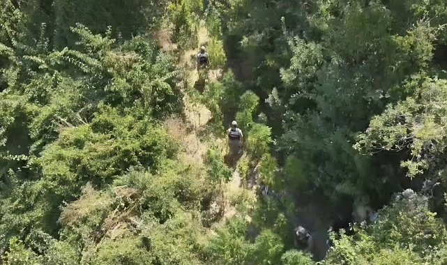 Hatay'da 915 kök kenevir ve 39,5 kilo esrar ele geçirildi