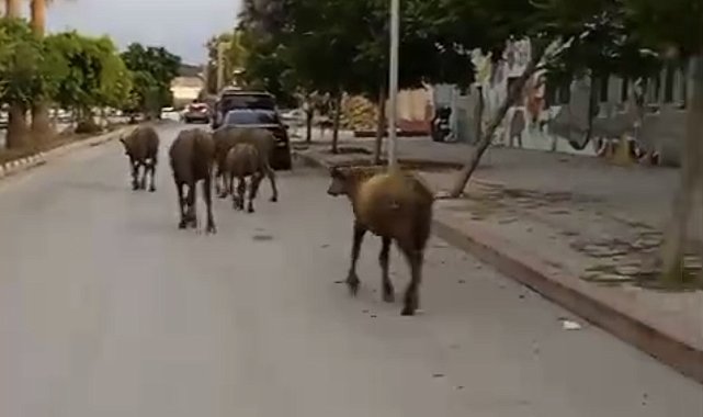 Hatay'da başıboş anguslar yola çıktı; görenler şaşırdı