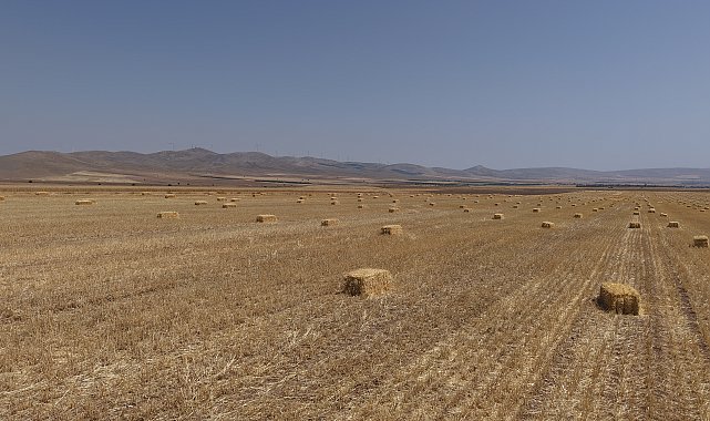Hububatta rekolte beklentisi 25 milyon ton