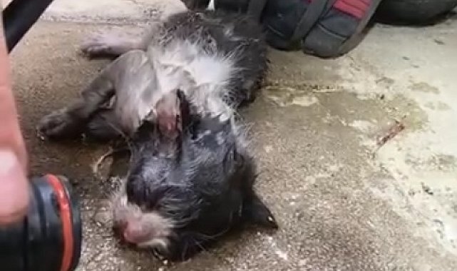 İtfaiye erlerinden, alevlerin arasından kurtardıkları kediye oksijen tedavisi