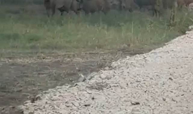 İznik Gölü sahil yoluna inen yaban domuzu sürüsü kamerada