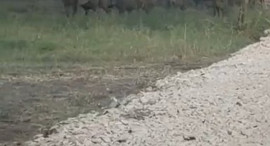 İznik Gölü sahil yoluna inen yaban domuzu sürüsü kamerada