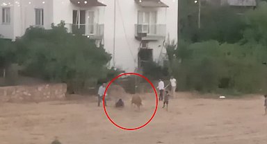 Kaçan inek sahibini yere düşürdü; o anlar kamerada