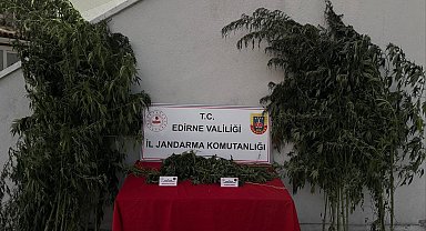 Kamu arazisinde yetiştirdiği Hint kenevirlerini sularken yakalandı