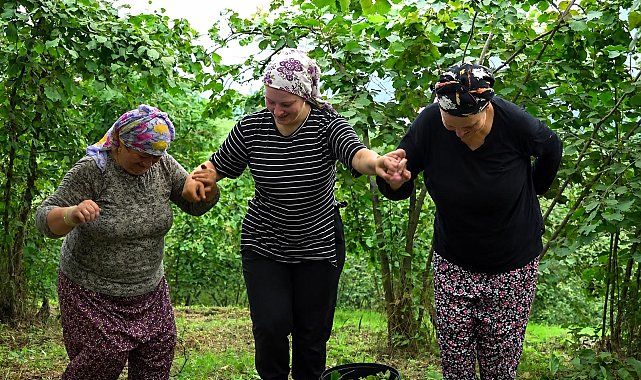Karadeniz'de horonlu türkülü fındık hasadı