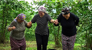 Karadeniz'de horonlu türkülü fındık hasadı