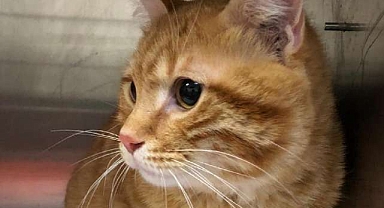 Kayıp kedi 10 yıl sonra döndü