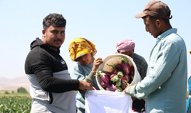 Kayseri'nin coğrafi işaretli Yamula patlıcanında hasat başladı