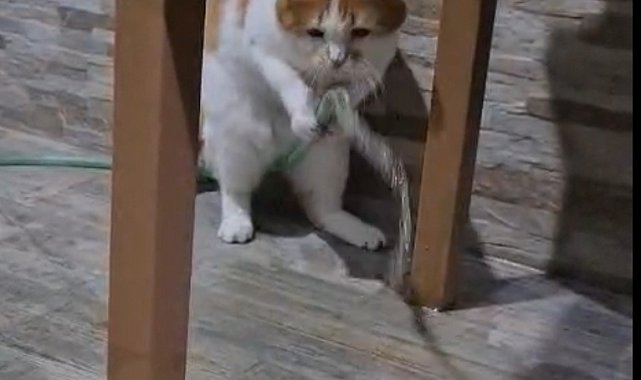 Kedi 'Balım', patisiyle hortumu kaldırıp su içti