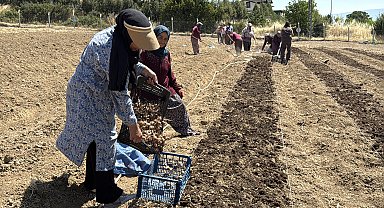 Kilosu 650 bin TL'den satılan safran toprakla buluştu