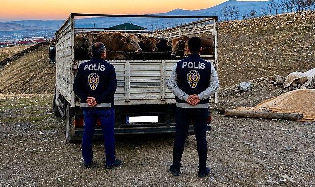 Kırşehir'de mandıradan 10 büyükbaş çalan şüpheli tutuklandı
