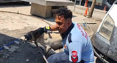 Konteynerin altında mahsur kalan köpek ile 7 yavrusu kurtarıldı