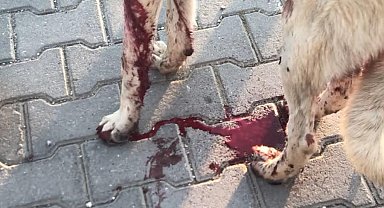 Köpeği yaralayıp, yavrusunu öldüren şüpheliye ev hapsi