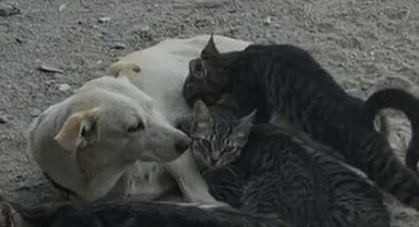 Köpek, kedi yavrularını emzirirken görüntülendi