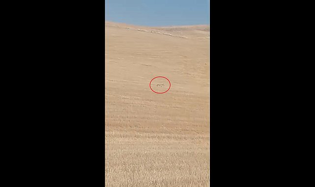 Koyun sürüsüne kurt saldırdı