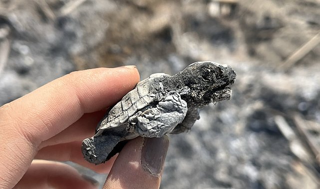 Kumsalda yakılan ateş, denize ulaşmaya çalışan yavru carettanın ölümüne neden oldu