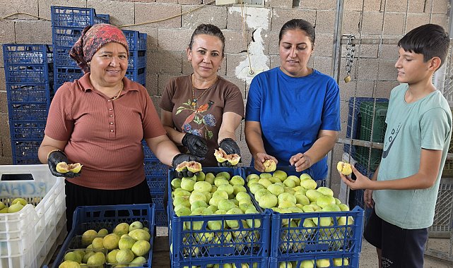 Mersin'de incir hasadı başladı; kilosu 150 lira