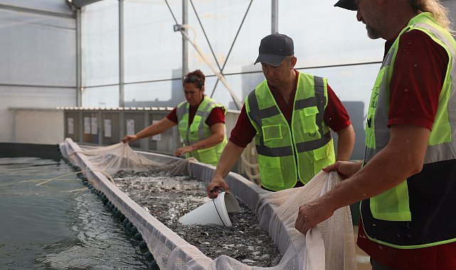 Muğla'dan dünyaya 'yavru balık' ihracatı