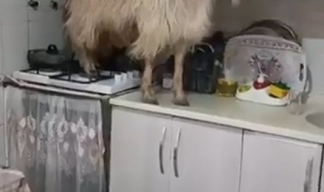 Mutfağa giren keçi tezgahın üzerine çıktı