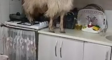 Mutfağa giren keçi tezgahın üzerine çıktı