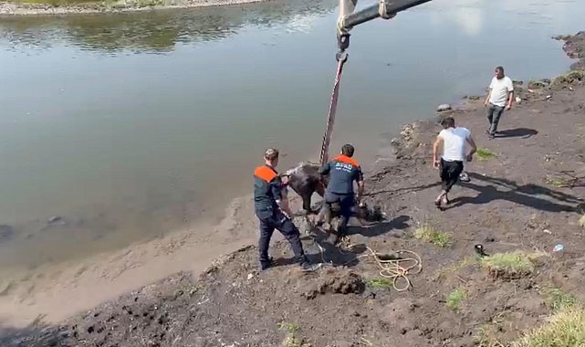 Nehirde balçığa saplanan at için ekipler seferber oldu