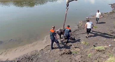 Nehirde balçığa saplanan at için ekipler seferber oldu