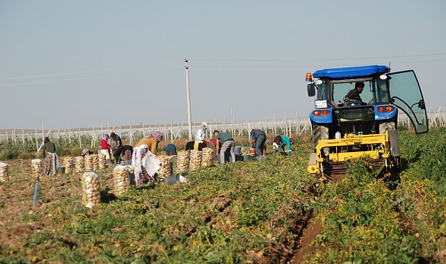 Niğde'de kilosu 25 liradan satılan patates, üreticinin yüzünü güldürdü