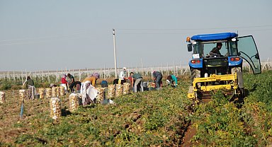 Niğde'de kilosu 25 liradan satılan patates, üreticinin yüzünü güldürdü