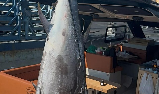 Oltayla 260 kilogram ağırlığında orkinos yakaladı