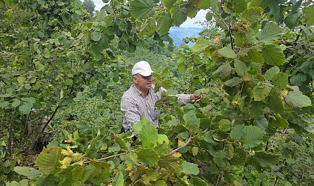 Ordu'da hayır için bağışlanan 1 ton fındık imece usulü toplandı