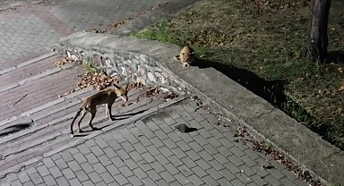 Parkta tilki, kedi ve kirpinin karşılaşması kamerada