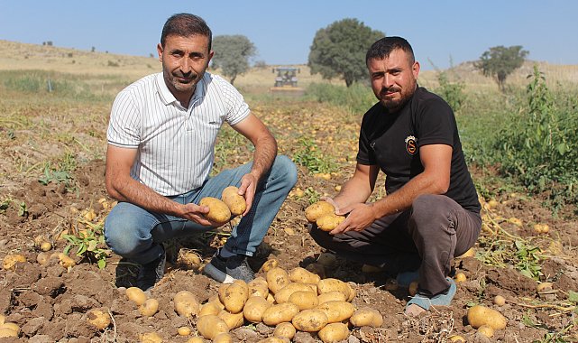 Patatesin tarladaki kilo fiyatı 10, pazar ve marketlerde 40 lira