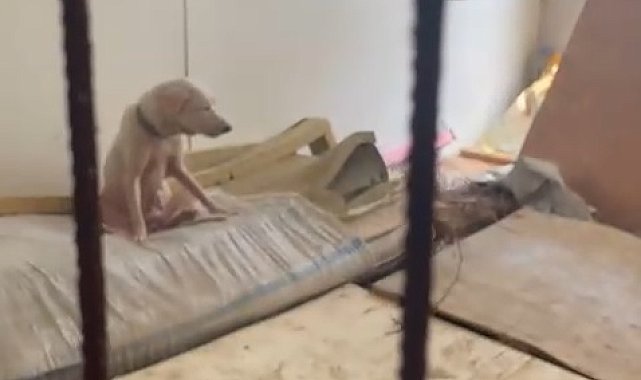 Pire istilasına neden olan hayvanların tutulduğu ortama ait görüntüler ortaya çıktı