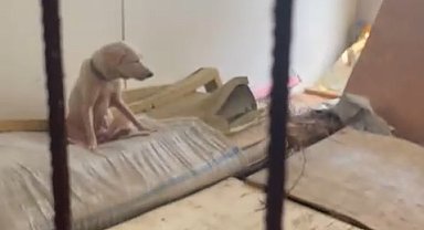 Pire istilasına neden olan hayvanların tutulduğu ortama ait görüntüler ortaya çıktı
